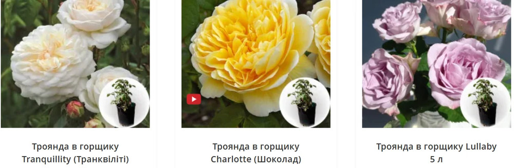 Обрізка троянд за групами: чому одна схема не працює — поради Matla Flowers